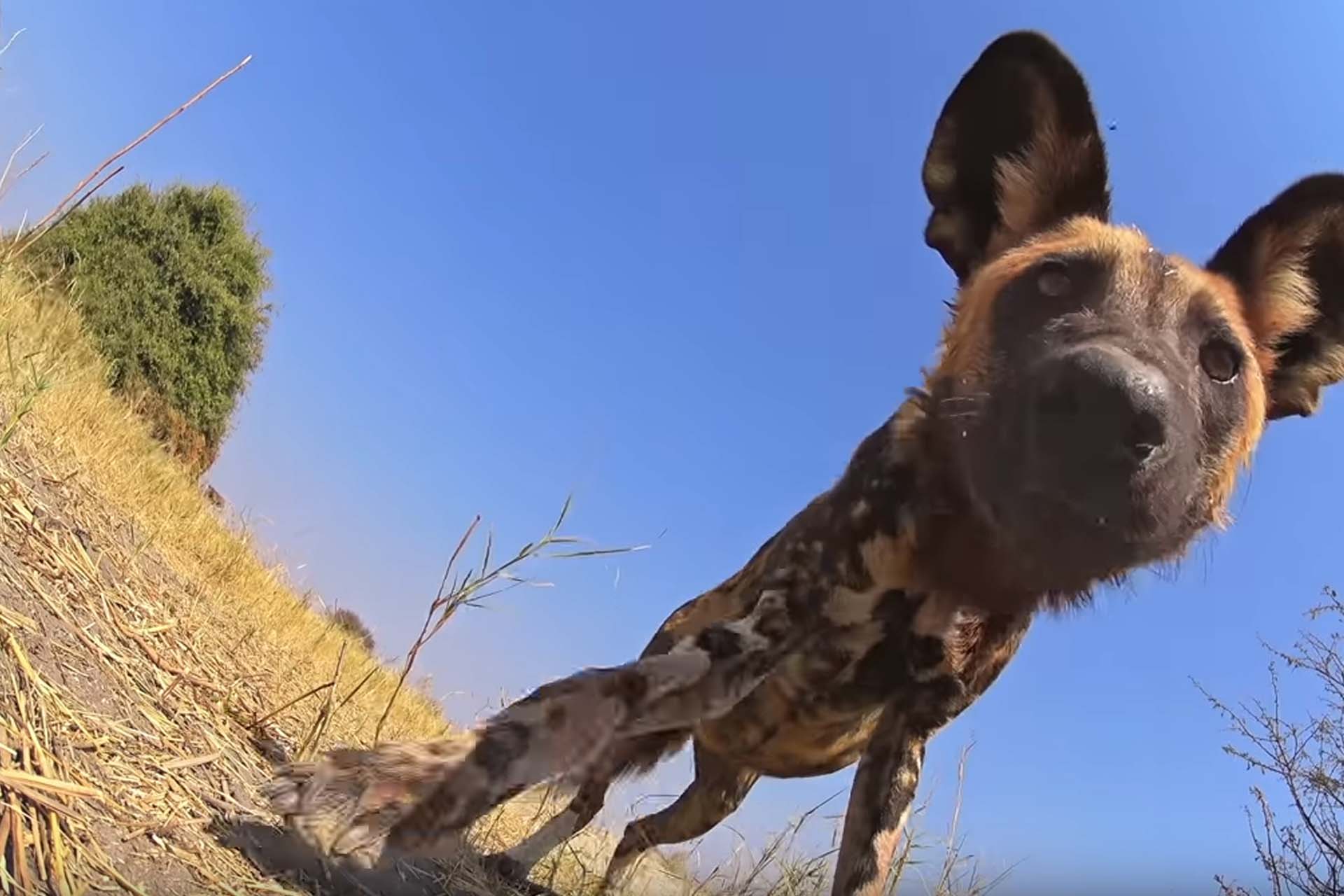 Spy Pup must first be accepted by the wild dog