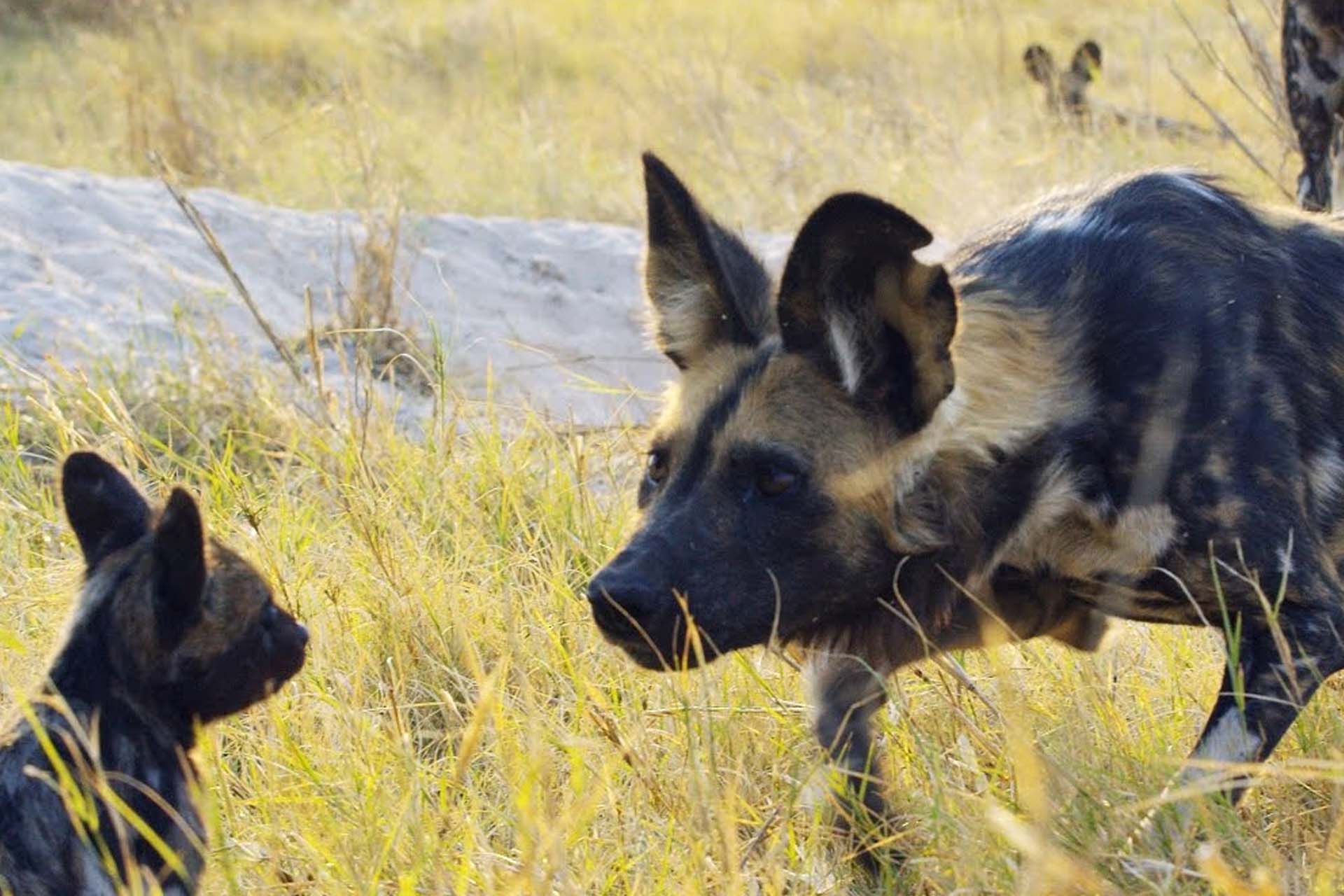 Spy Puppy Meets Wild Dogs