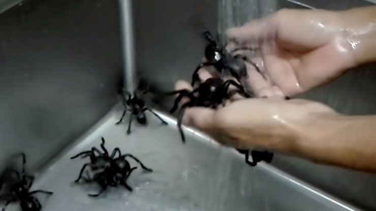 Would You Eat Whole Fried Tarantulas At This Bug Cafe? (The Sample Platter Looks Good)