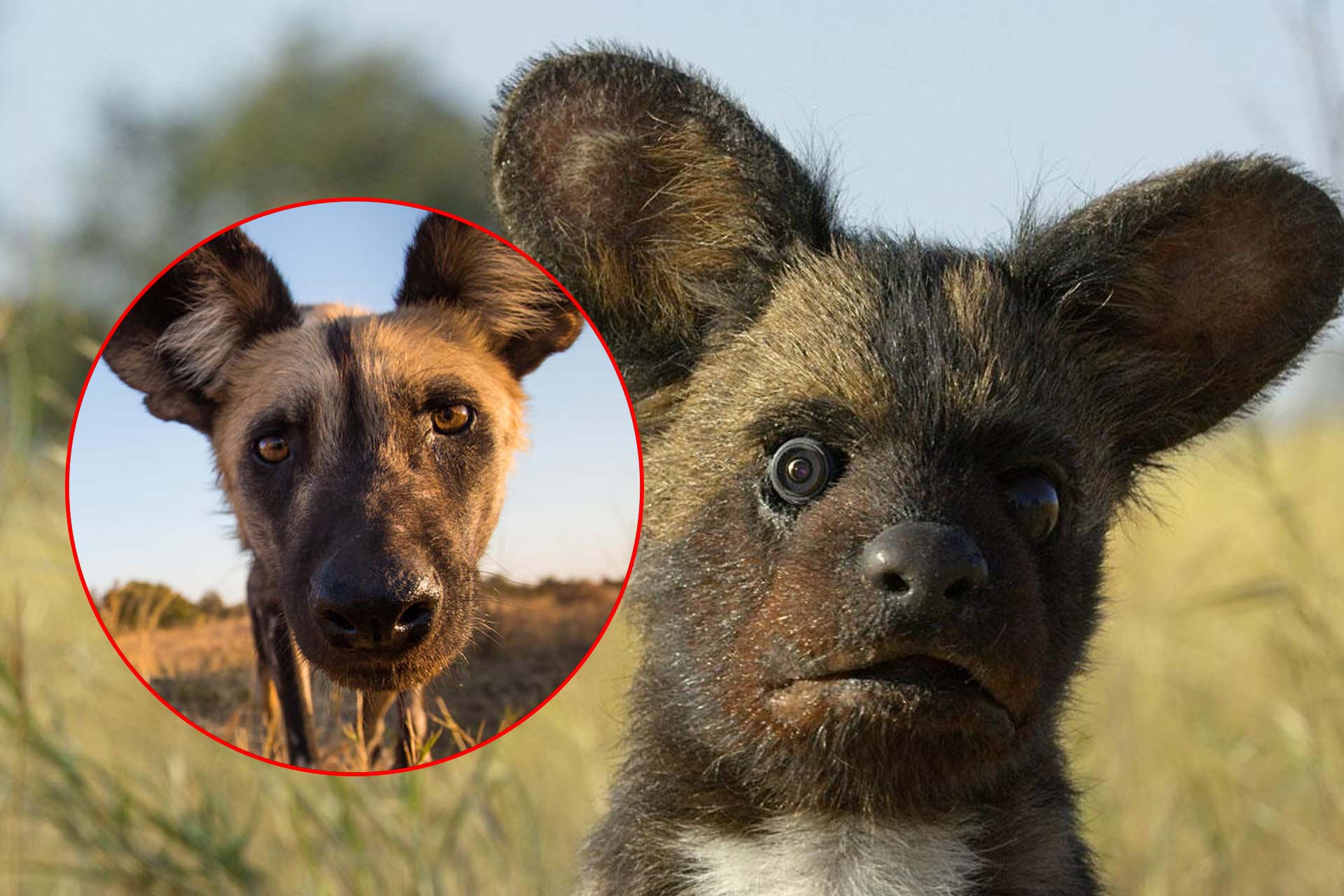 What Happens When A Robotic Spy Puppy Meets Wild Dogs?