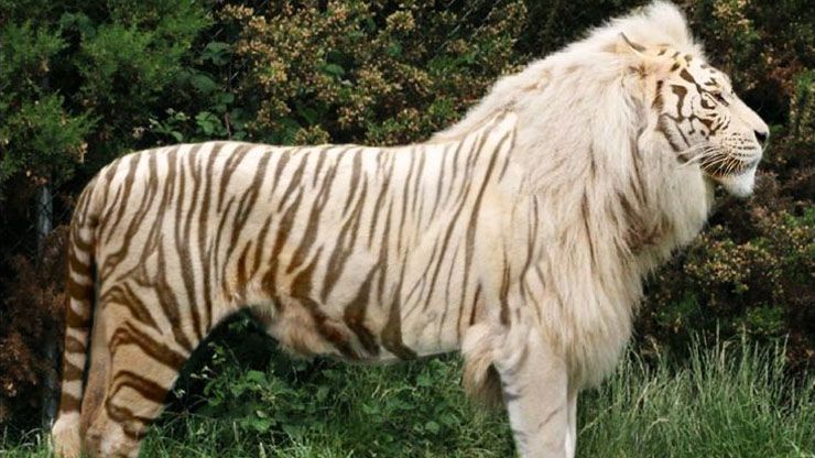 Tigon