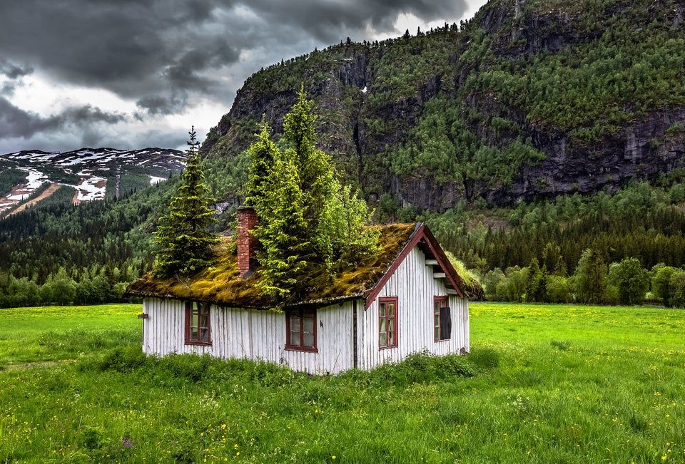 Tree Taking Over In Norway