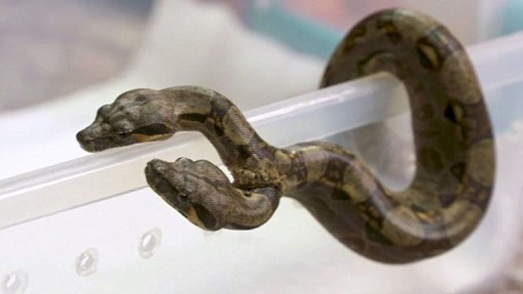Two Headed Snake Behavior