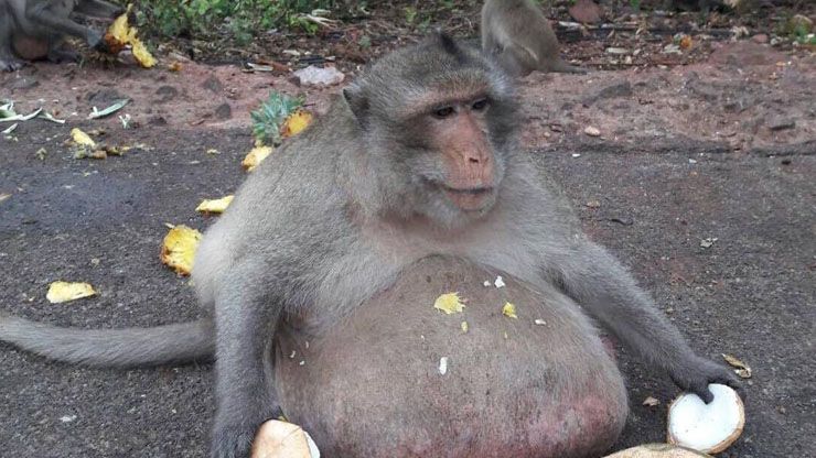 Uncle Fatty Is Like The Godfather Of Monkeys
