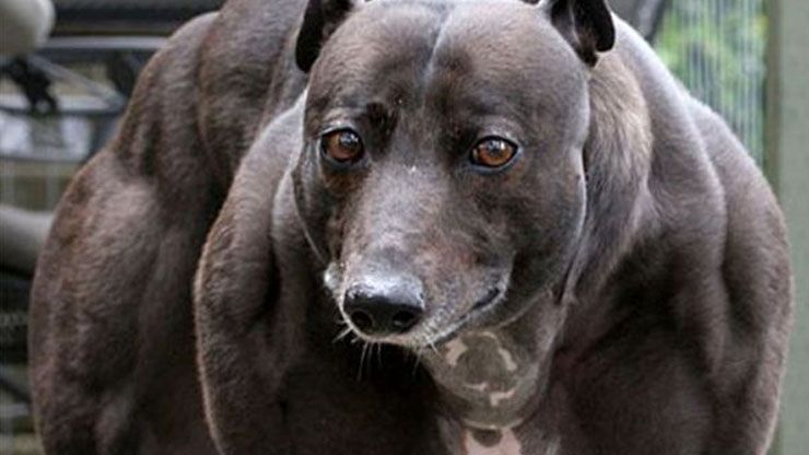 How Did This Dog Get It’s Muscles? (We Didn’t See Her At The Gym)