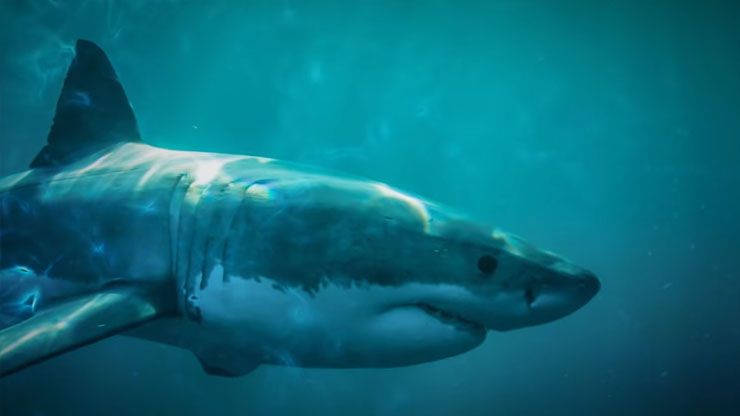 What Happened To Rosie The Shark