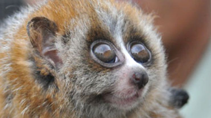 Why Do Lemurs Get High?