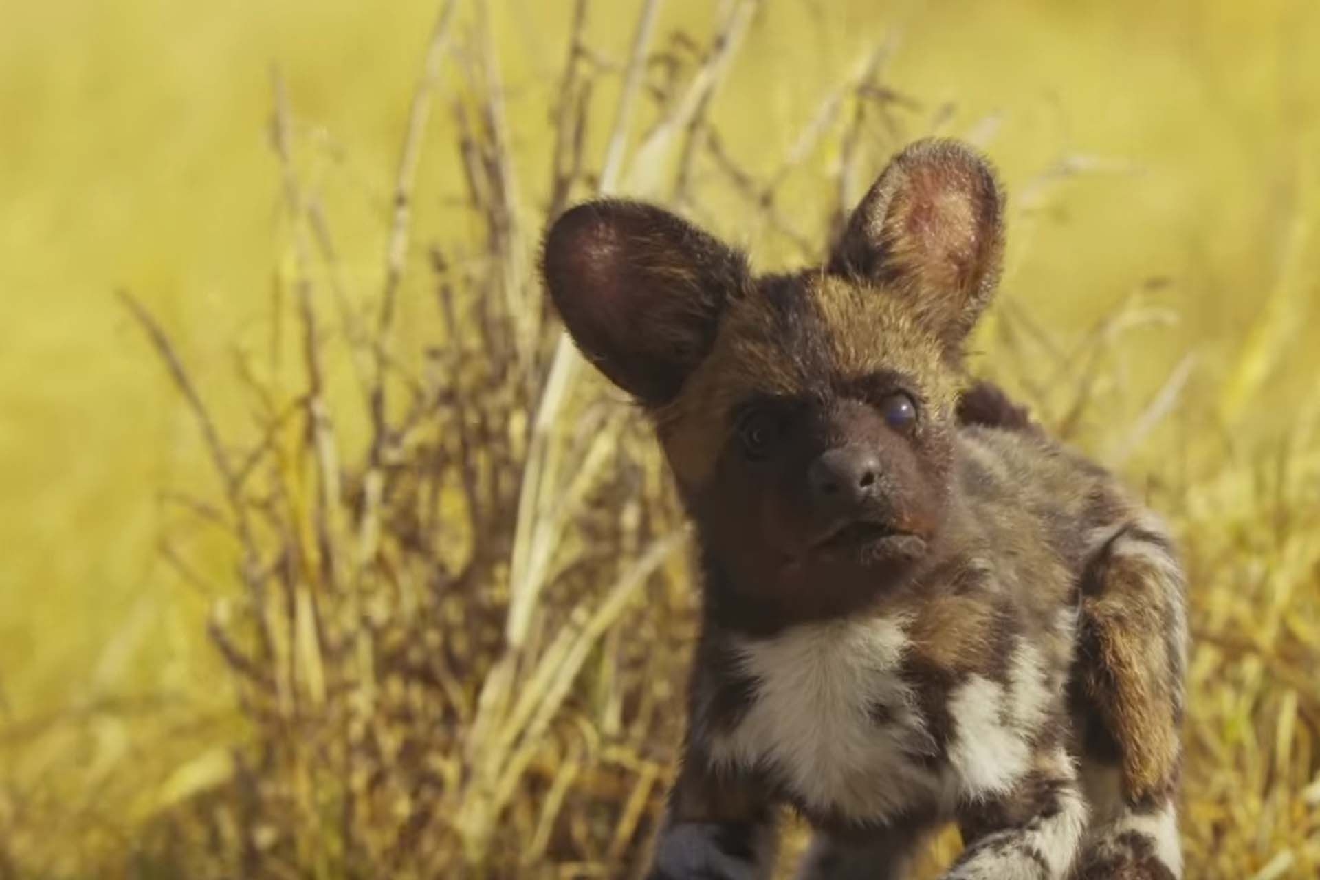 Wild Dog Body Language Head