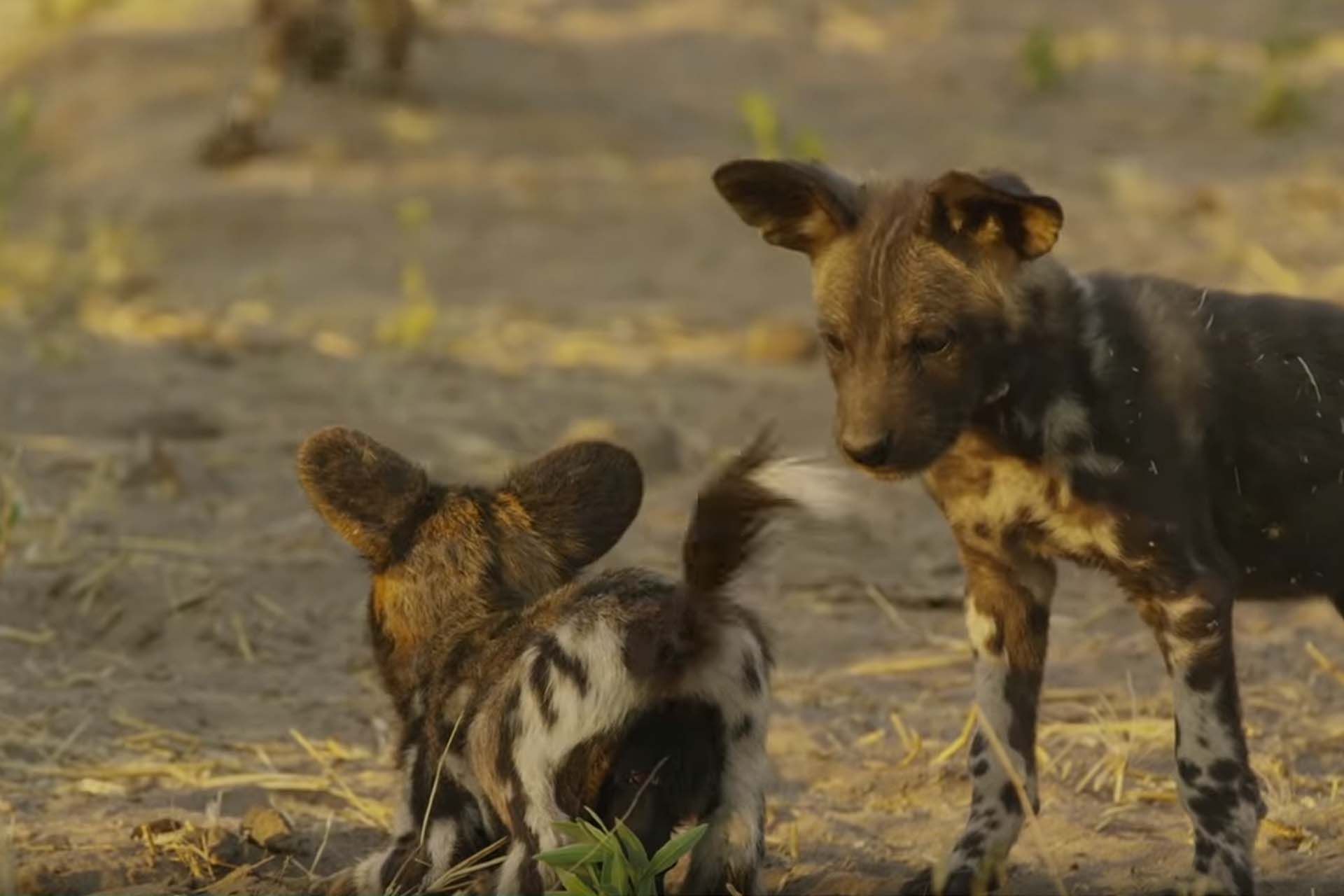 Wild Dog Body Language Tail