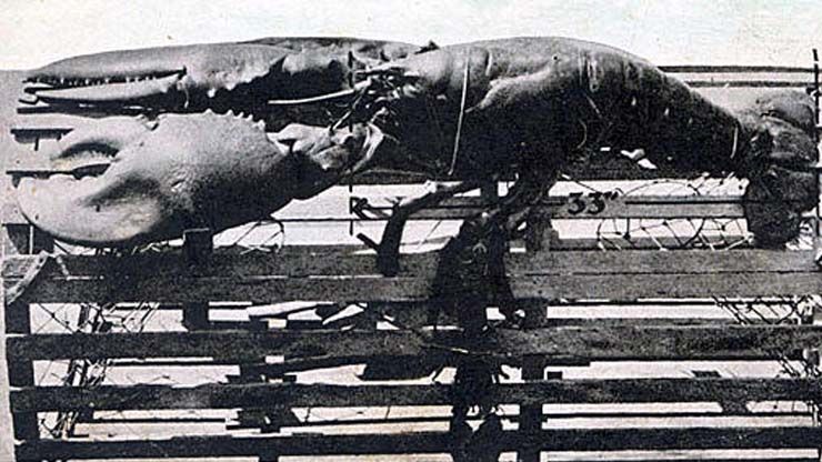 behemoth lobster photograph from 1926