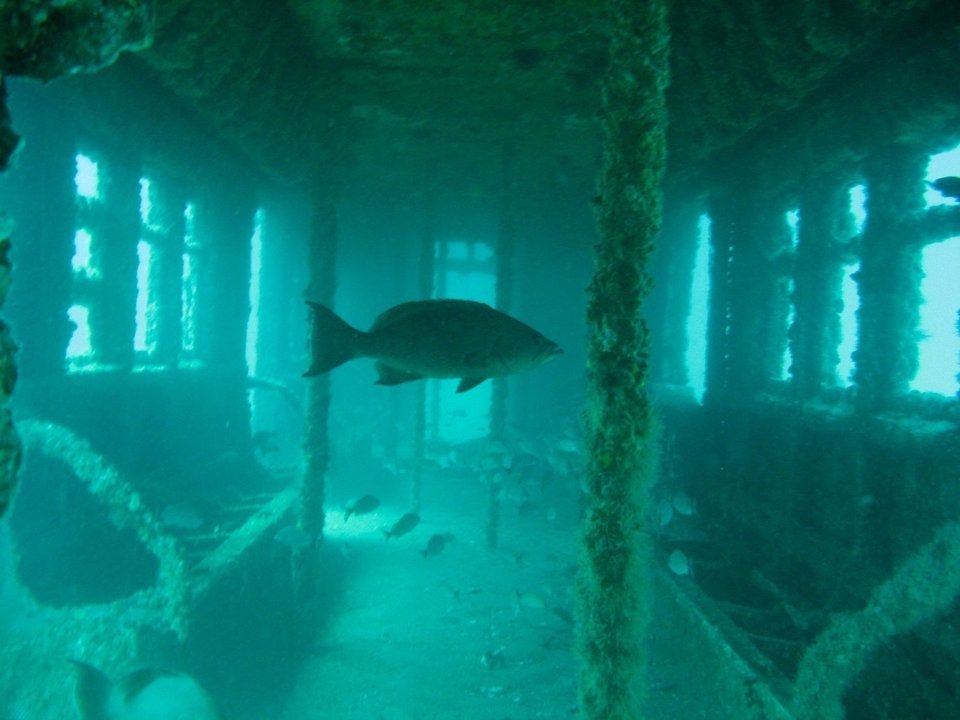 subway cars in the ocean