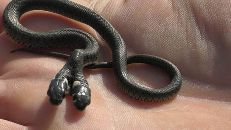 weird little creatures