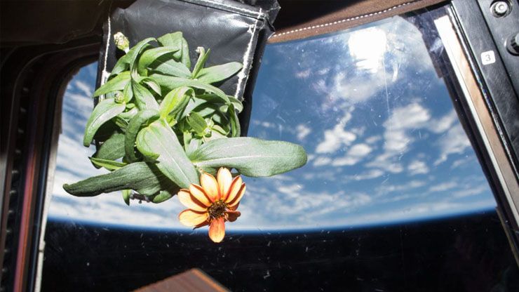 Do Houseplants Improve Indoor Air Quality & Remove Toxins?