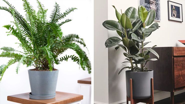Do Houseplants Improve Indoor Air Quality4