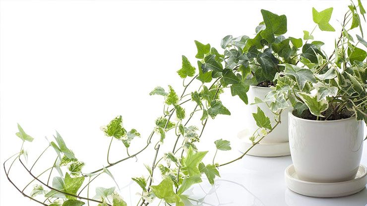 Do Houseplants Improve Indoor Air Quality5