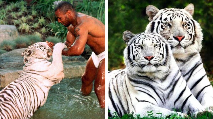 Mike Tyson's $70,000 Bengal Tigers