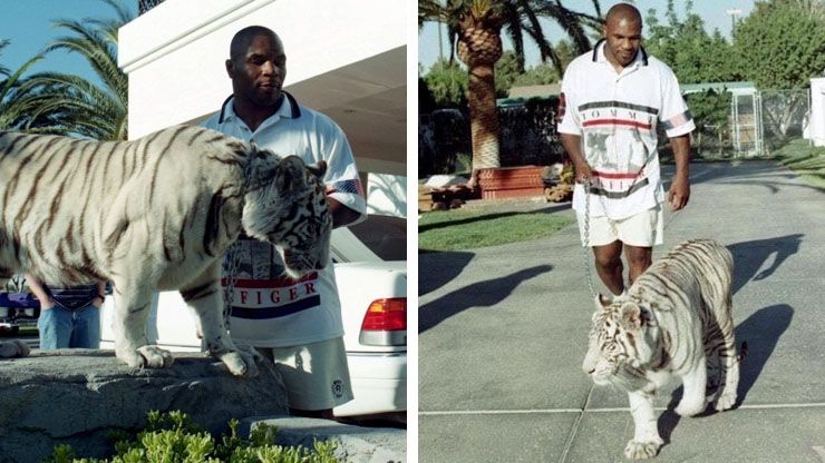Mike Tyson s 70 000 Bengal Tigers2
