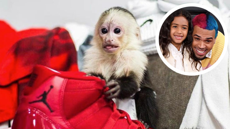 Chris Brown and Capuchin monkey
