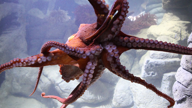 Nicolas Cage and his octopus