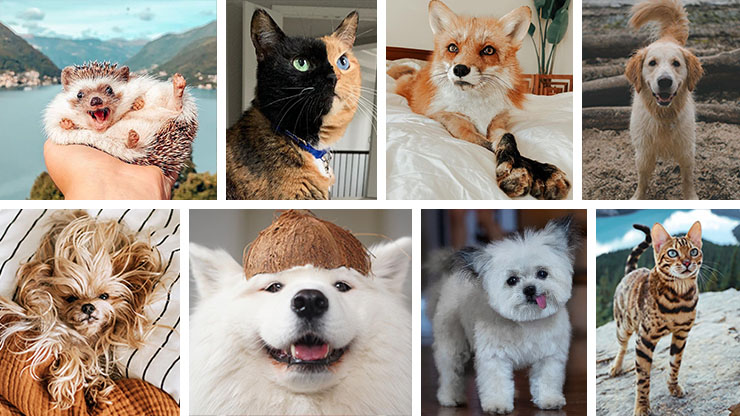 Cutest Pets of Instagram