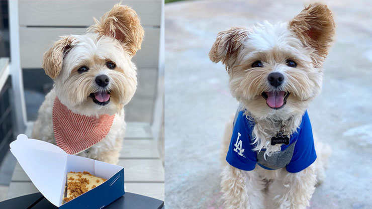 Popeye the Foodie Dog W