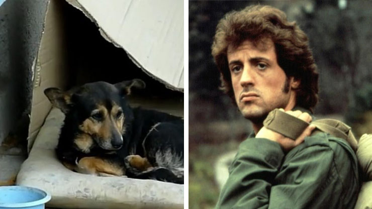 Sylvester Stallone 1