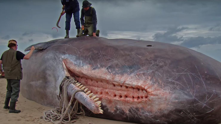 Sperm Whales Have Sockets For Their Teeth