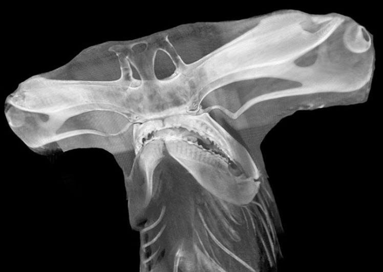 X Ray Of A Hammerhead Shark
