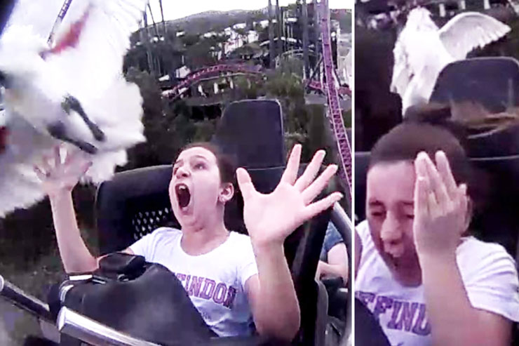 Theme Parks 26