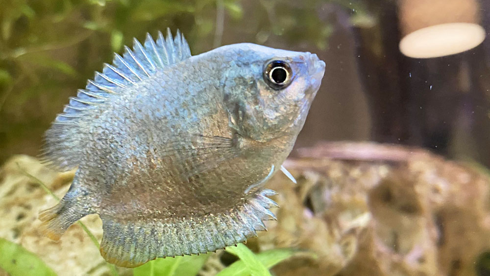 Easy Ways to Prevent Algae Growth in Your Fish Tank