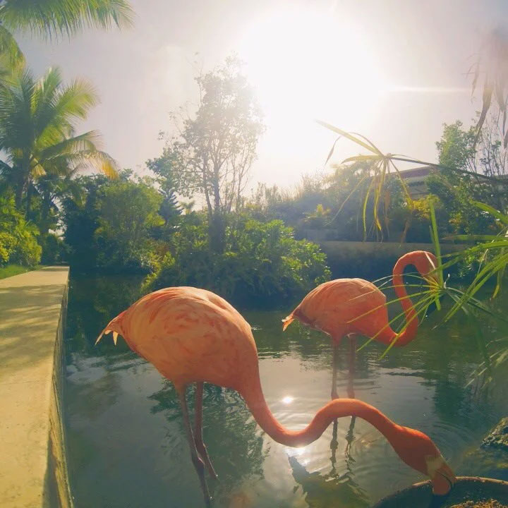 Go Wildlife Watching