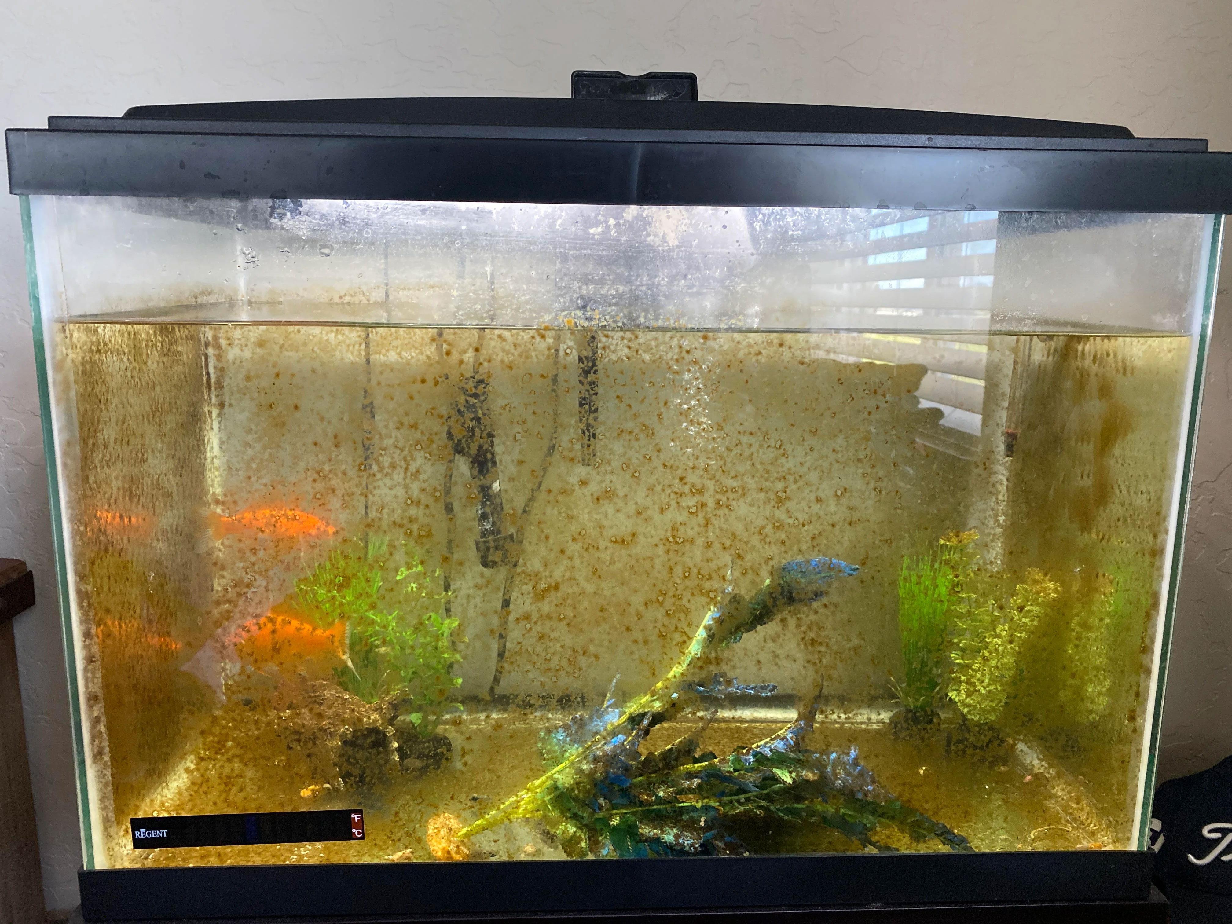 What Is Algae and What Causes It