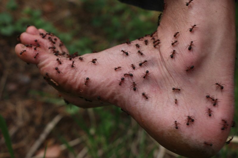 ants biting
