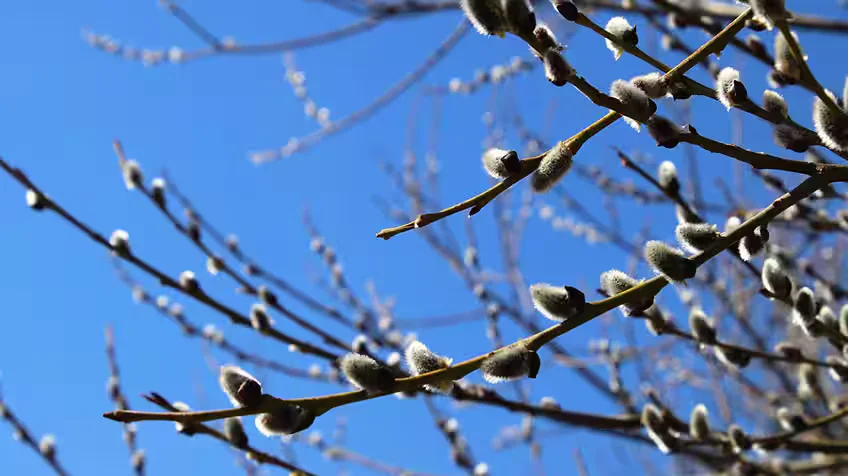 1775230632617_pussywillow Pixabay